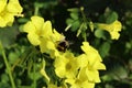 Bumblebee feeding on a Yellow Shamrock
