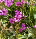 Bumblebee feeding on a purple aubretia flower.