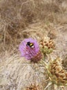 Bumblebee feeding of a purple Cardoon flower Royalty Free Stock Photo