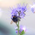 Bumblebee feeding on purple phacelia honey flower Royalty Free Stock Photo