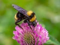 Bumblebee feeding from a red clover flower Royalty Free Stock Photo