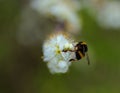 Bumblebee feeding on spring, blackthorn tree blossoms.