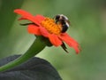 Bumblebee feeding on Tithonia Royalty Free Stock Photo