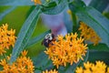 Bumblebee feeding on yellow Butterfly Weed