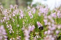 Bumblebee feeds on the nectar of a lilac-pink heather. Insect pollinates the flowering common Calluna vulgaris, in the