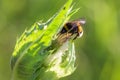 Bumblebee on filed plant