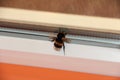 A bumblebee flew into the house. Bumblebee on the window