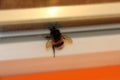 A bumblebee flew into the house. Bumblebee on the window