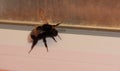 A bumblebee flew into the house. Bumblebee on the window