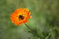 Bumblebee flew to an orange flower for nectar, furry, striped, buzzing Royalty Free Stock Photo