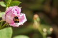 bumblebee flies near a pale pink rose