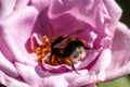bumblebee flies near a pale pink rose