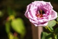 bumblebee flies near a pale pink rose