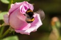 bumblebee flies near a pale pink rose