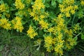 A bumblebee flies over the flowers of Sedum ellacombianum, a plant in the family Crassulaceae. Berlin, Germany