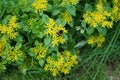 A bumblebee flies over the flowers of Sedum ellacombianum, a plant in the family Crassulaceae. Berlin, Germany