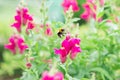 Bumblebee flies over pink flowers