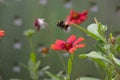 A bumblebee flies over a red summer flower Royalty Free Stock Photo