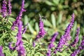 Bumblebee flies over sage