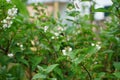 A bumblebee flies over the white Deutzia flowers in June. Deutzia is a genus of flowering plants in the family Hydrangeaceae.