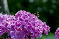 Bumblebee flies on a pink beautiful flower. The bee collects sweet tasty honey, nectar. Royalty Free Stock Photo