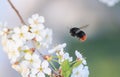 bumblebee flies to a blossoming branch of cherry