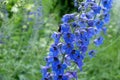 Bumblebee flies to the blue delphinium in sunny garden