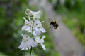 bumblebee flies towards the white flower