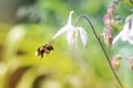 Bumblebee flies up to pink flower bell