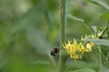 Bumblebee in flight, approaching a tomato flower Royalty Free Stock Photo