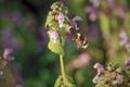 Bumblebee flight