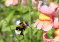 Bumblebee in flight near flower
