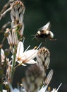 Bumblebee flight vertical side view