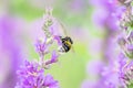 Bumblebee in flight with visible wings movement on. british mead