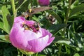 Bumblebee flock feeding on sunny pink peony flower in botanical garden of Moscow university