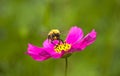 Bumblebee on a flower Royalty Free Stock Photo