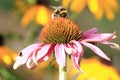 The bumblebee on the flower Royalty Free Stock Photo