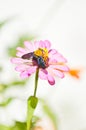 Bumblebee on flower