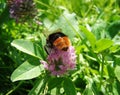 Bumblebee on flower