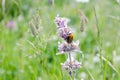 Bumblebee on flower