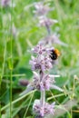 Bumblebee on flower