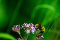 bumblebee on a flower Royalty Free Stock Photo