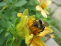 Bumblebee On The Flower Close Up
