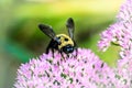 Bumblebee on Flower Close-up Royalty Free Stock Photo