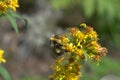 Bumblebee on a flower Royalty Free Stock Photo