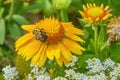 Bumblebee on Flower