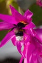 Bumblebee In The Flower Of The Easter Cactus.