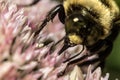 Bumblebee on Flower Extreme Close-up Royalty Free Stock Photo