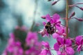 Bumblebee on a flower