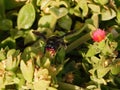 Bumblebee on the flower, Greese Royalty Free Stock Photo